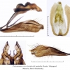 polyommatus eros boisduvalii genitalia2